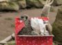 Tierische Weihnachtswünsche im Zoo – Die beliebte Zoo-Wunschliste ist wieder da!