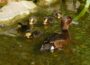 Herausragende Brutsaison im Zoo bei Moorenten, Trupialen und heimischen Steinkäuzen