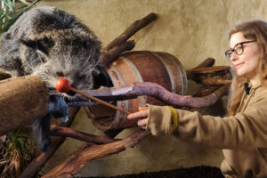 Kugelgürteltier beim Training im Zoo Heidelberg