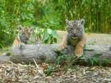 Taufpaten gesucht: Werden Sie Teil der Tiger-Geschichte im Zoo Heidelberg