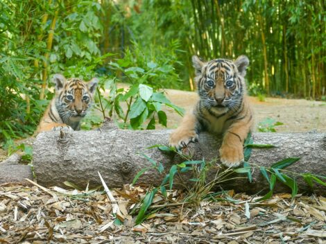 Tierische Freude vor Weihnachten: Tigernachwuchs im Zoo