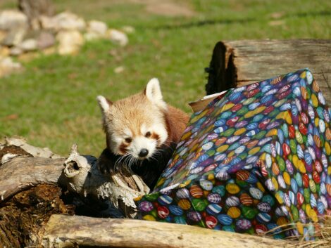 Tierische Tradition: Heiligabend im Zoo – Direktor liest Tiergeschichten