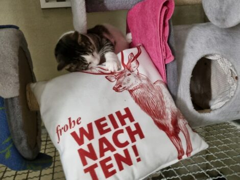 Tierschutzverein Wiesloch/Walldorf zieht eine positive Bilanz des vergangenen Jahres.