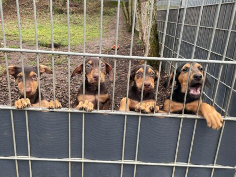 Vier Dobermann-Welpen im Tierheim: </br>Diese Wirbelwinde möchten die Welt entdecken