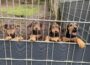 Vier Dobermann-Welpen im Tierheim: </br>Diese Wirbelwinde möchten die Welt entdecken