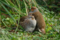 Das Rebhuhn ist Vogel des Jahres 2026 – Bedrohte Feldvogelart nun im Zoo