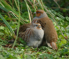 Das Rebhuhn ist Vogel des Jahres 2026 – Bedrohte Feldvogelart nun im Zoo