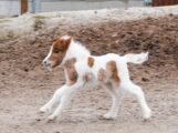 Auf vier kleinen Hufen ins neue Jahr – Fohlen ist erster 2026er Nachwuchs im Zoo