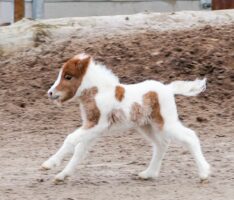 Auf vier kleinen Hufen ins neue Jahr – Fohlen ist erster 2026er Nachwuchs im Zoo