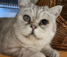 Traurige Tierschicksale im Tierheim: „Krank, dann lieber nicht!“