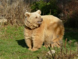Syrischer Braunbär im Zoo Heidelberg auf einer sonnigen Wiese.