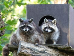 Zwei Waschbären vor ihrem Unterschlupf im Zoo Heidelberg nach der Winterruhe.