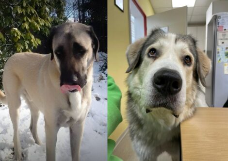 Wenn der Hund das große Los zieht und ein anderer noch darauf wartet