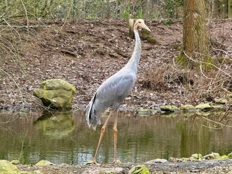 Größter flugfähiger Vogel der Welt: Saruskranich im Zoo eingezogen
