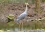 Größter flugfähiger Vogel der Welt: Saruskranich im Zoo eingezogen