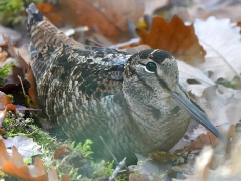 Kreisforstamt präsentiert seltene Vögel im Wald – <br>Heute: Die Waldschnepfe