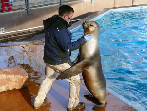 Traumberuf Zootierpfleger: Arbeiten zwischen Tigern, Bären und Robben im Zoo