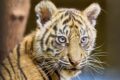 Tigernachwuchs: Die zwei kleinen Sumatra-Tigerinnen heißen Sari und Raya