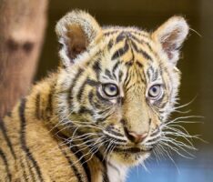 Tigernachwuchs: Die zwei kleinen Sumatra-Tigerinnen heißen Sari und Raya
