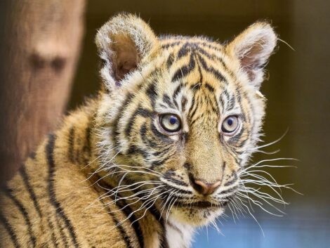 Tigernachwuchs: Die zwei kleinen Sumatra-Tigerinnen heißen Sari und Raya