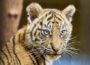 Tigernachwuchs: Die zwei kleinen Sumatra-Tigerinnen heißen Sari und Raya