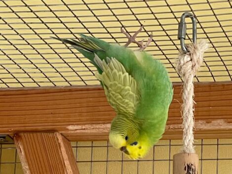 Wellensittiche im Tom-Tatze-Tierheim zeigen die Lebensfreude einer Voliere