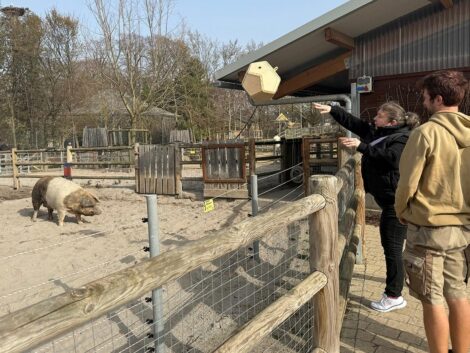 Wenn Schweine Fußball spielen: Bei den Tieren im Zoo kommt keine Langeweile auf