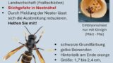 Asiatische Hornisse breitet sich weiter aus – Sichtungen melden!