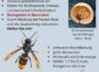 Asiatische Hornisse breitet sich weiter aus – Sichtungen melden!