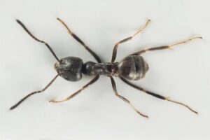 Von Arnstein Staverløkk - https://artsdatabanken.no/Files/13592, CC BY-SA 4.0, https://commons.wikimedia.org/w/index.php?curid=120081932