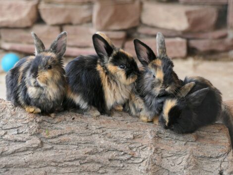 Ostern im Zoo: Balzende Vögel, Stachelschwein-Nachwuchs und Osterhasen entdecken