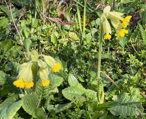 Die Schlüsselblume schließt den Himmel auf!