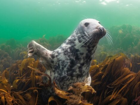 Zoo lädt ab 20. Mai zur neuen Ausstellung „Meer.Natur.Schutz.“ ein