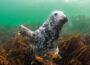 Zoo lädt ab 20. Mai zur neuen Ausstellung „Meer.Natur.Schutz.“ ein