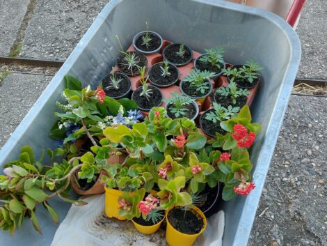 Auch die 3. Leimener Pflanzentauschbörse von Leimen Legt Los wieder erfolgreich!