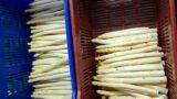 Handarbeit auf dem Feld, frischer Spargel im Hof: Saisonstart beim Spargelhof Kölner