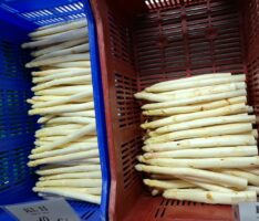 Handarbeit auf dem Feld, frischer Spargel im Hof: Saisonstart beim Spargelhof Kölner