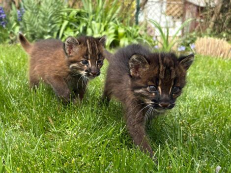 Bedrohte Goldkatzen bekommen Nachwuchs: <br>Samin und Mirza ziehen Blicke an