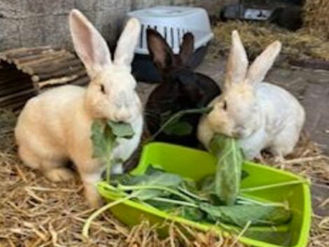 Drei Riesenkaninchen im Elisabeth-Ding-Kindergarten – Futterspenden willkommen