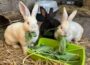 Drei Riesenkaninchen im Elisabeth-Ding-Kindergarten – Futterspenden willkommen