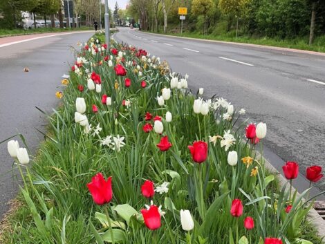Blühende Frühlingsgrüße im Stadtgebiet – Technische Betriebe setzen farbige Akzente