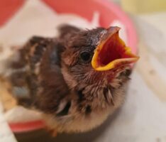Allein gefunden heißt nicht verlassen: Was bei Jungvögeln, Feldhasen und Rehkitzen gilt