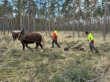 Zehntausend junge Bäume: Kreisforstamt startet in die nächste Waldgeneration