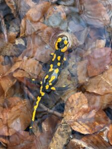 Feuersalamander mit gelben Flecken im flachen Wasser zwischen braunen Blättern.