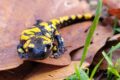 Feuersalamander im Rhein-Neckar-Kreis: Schutz für den kleinen Walddrachen