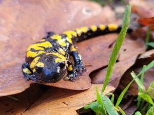 Nahaufnahme eines schwarz-gelben Feuersalamanders auf feuchtem Laub im Wald.
