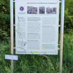 Rohrbach, B 3, Heidelberg