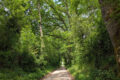 Idylle vor der Haustür: Der Hohlweg zwischen Gauangelloch und Ochsenbach