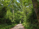 Idylle vor der Haustür: Der Hohlweg zwischen Gauangelloch und Ochsenbach