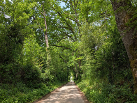 Idylle vor der Haustür: Der Hohlweg zwischen Gauangelloch und Ochsenbach